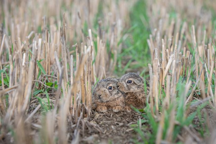 Vidíte-li malého zajíčka schouleného, nehybného, samotného, smutně koukajícího, otočte se a jděte okamžitě pryč, radí odborníci. Vidíte-li malého zajíčka schouleného, nehybného, samotného, smutně koukajícího, otočte se a jděte okamžitě pryč, radí odborníci.