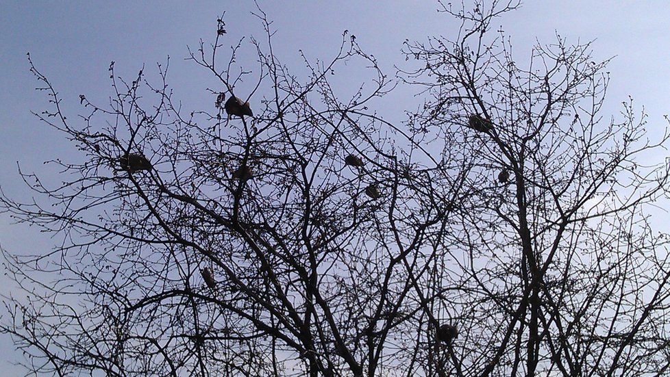 Potkani seděli na stromě jako ptáci