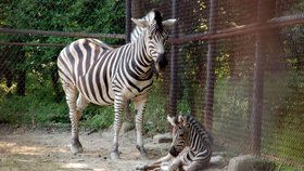 Zebra Chapmannova s mládětem