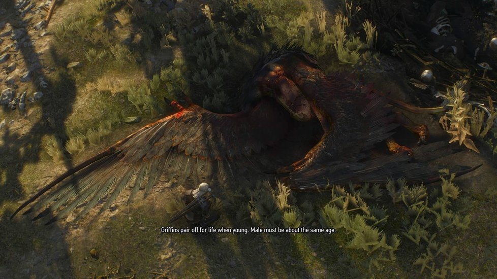 Geralt zkoumá, kdo zabil Grifina.