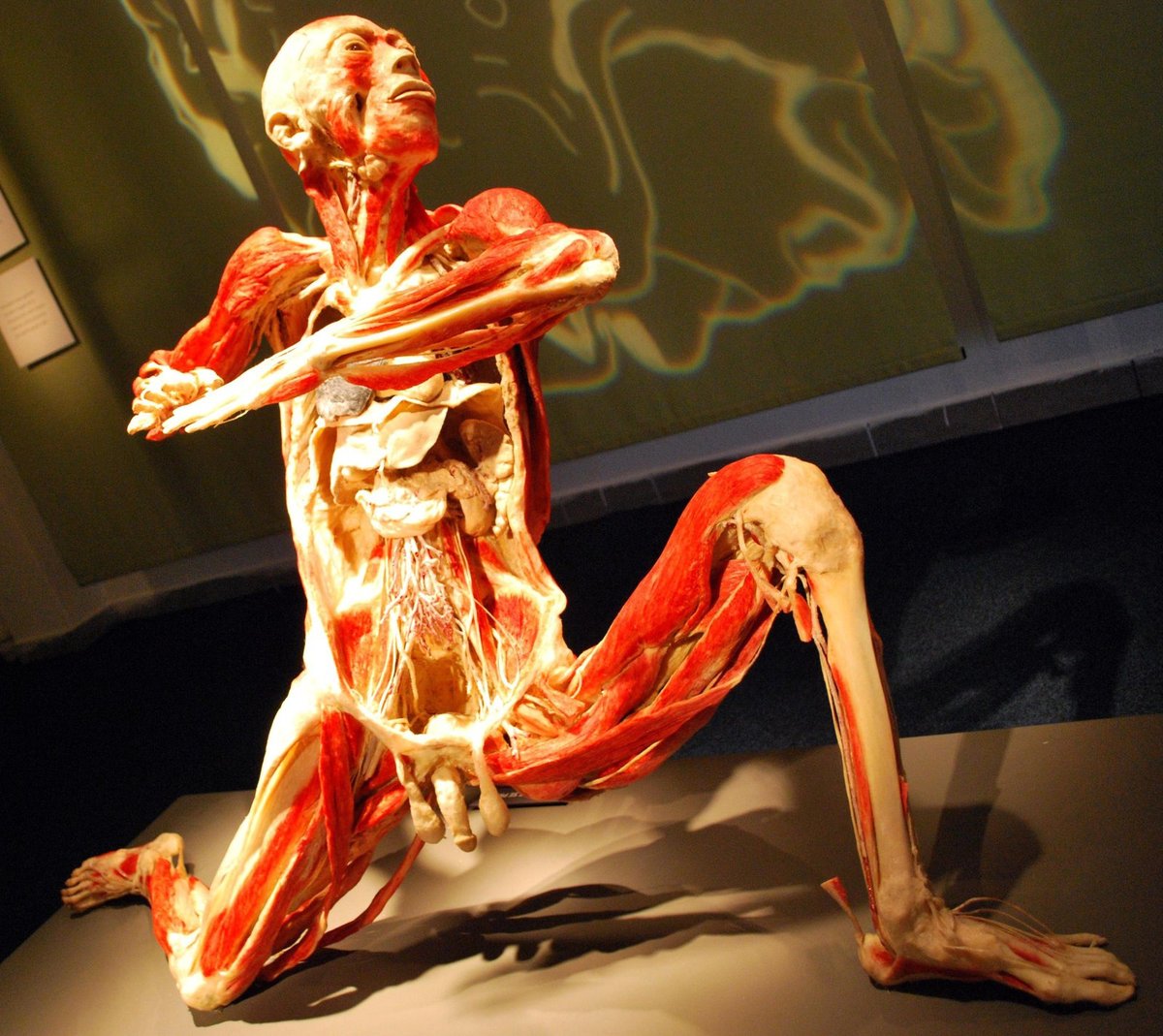 Bude letošní výstava mrtvých těl v Česku zároveň ta poslední?