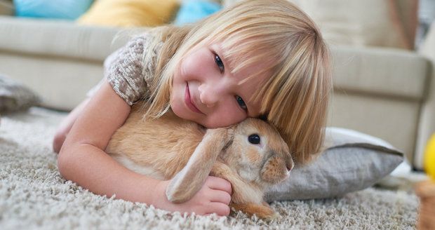 Možná vás překvapí, že králíčci jsou čistotní, společenští, přátelští a překvapivě chytří.