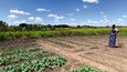 Zambijská farmářka sklízí dnes vyšší úrodu i díky české Charitě