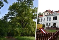 Stromem roku Prahy 6 je dub u veleslavínského zámku. Radnice chce, aby si ho mohla prohlédnout i veřejnost