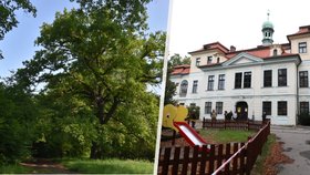 Stromem roku Prahy 6 je dub u veleslavínského zámku. Radnice chce, aby si ho mohla prohlédnout i veřejnost