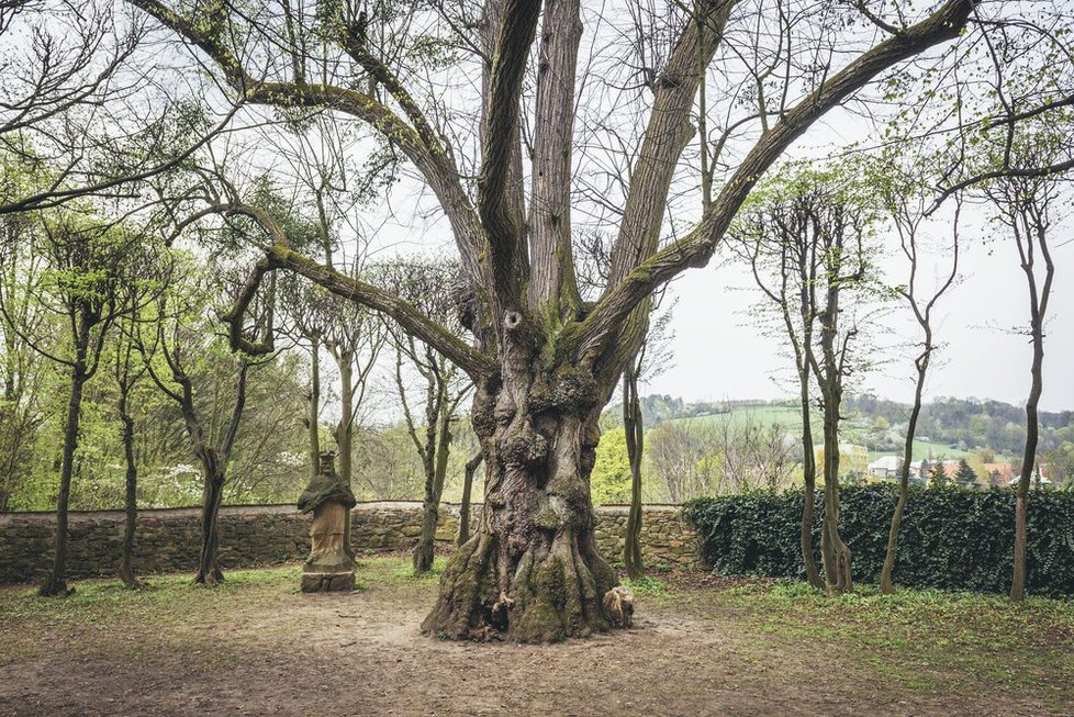 167 nových stromů má o letošním podzimu zakořenit v Praze 11. (ilustrační foto)