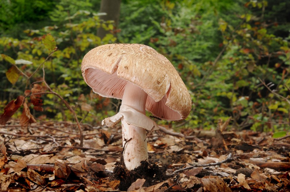 Žampion lesní, další oblíbená jedlá houba s příjemnou vůní, má na bělavém klobouku hnědé šupinky. Pokud do dužniny říznete, zbarví se do červena.