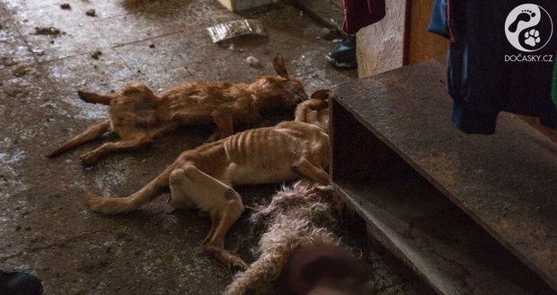 Dům hrůzy v Ivančicích po vstupu veterinářů a strážníků