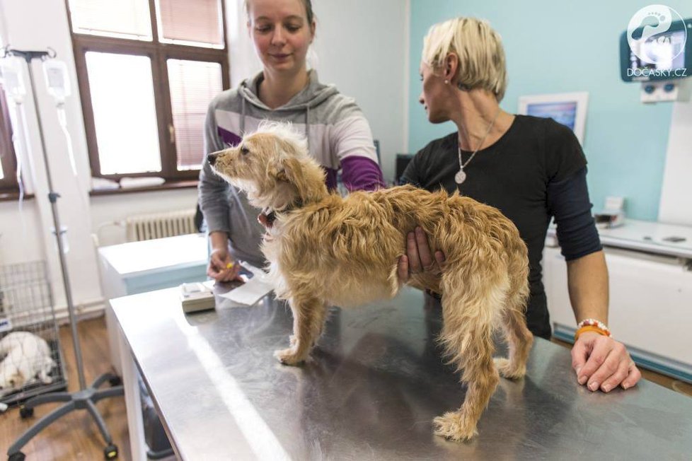 O dvě fenky ve špatném zdravotním stavu pečují veterináři v Ivančicích.