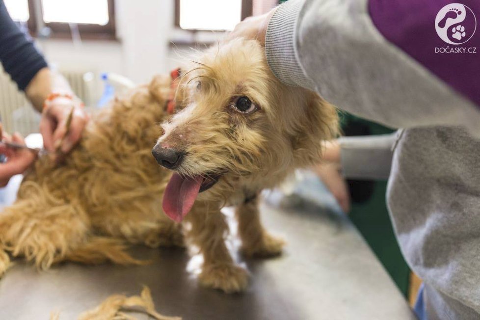 O dvě fenky ve špatném zdravotním stavu pečují veterináři v Ivančicích.