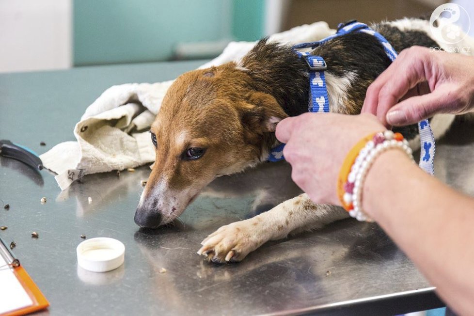 O dvě fenky ve špatném zdravotním stavu pečují veterináři v Ivančicích.