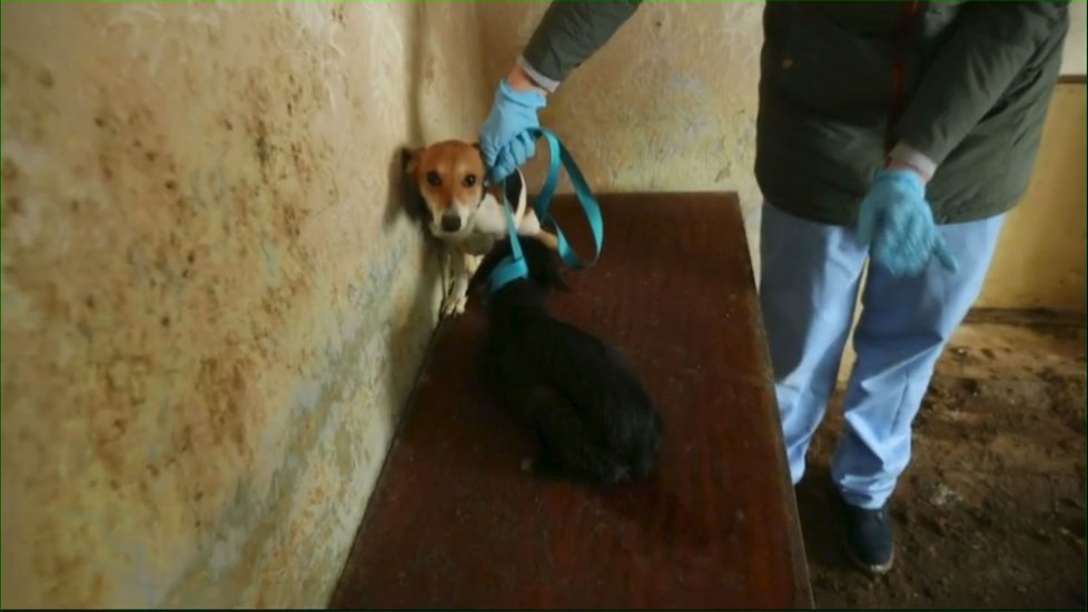 Otřesné záběry z domku po vstupu veterinářů a strážníků. &#34;Péči&#34; Sylvy Č. nepřežilo 6 ze 16 psů.