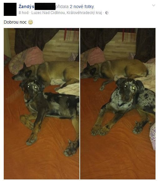 Pouhé čtyři dny po tragédii se Žaneta na Facebooku chlubí fotkami svých psů.