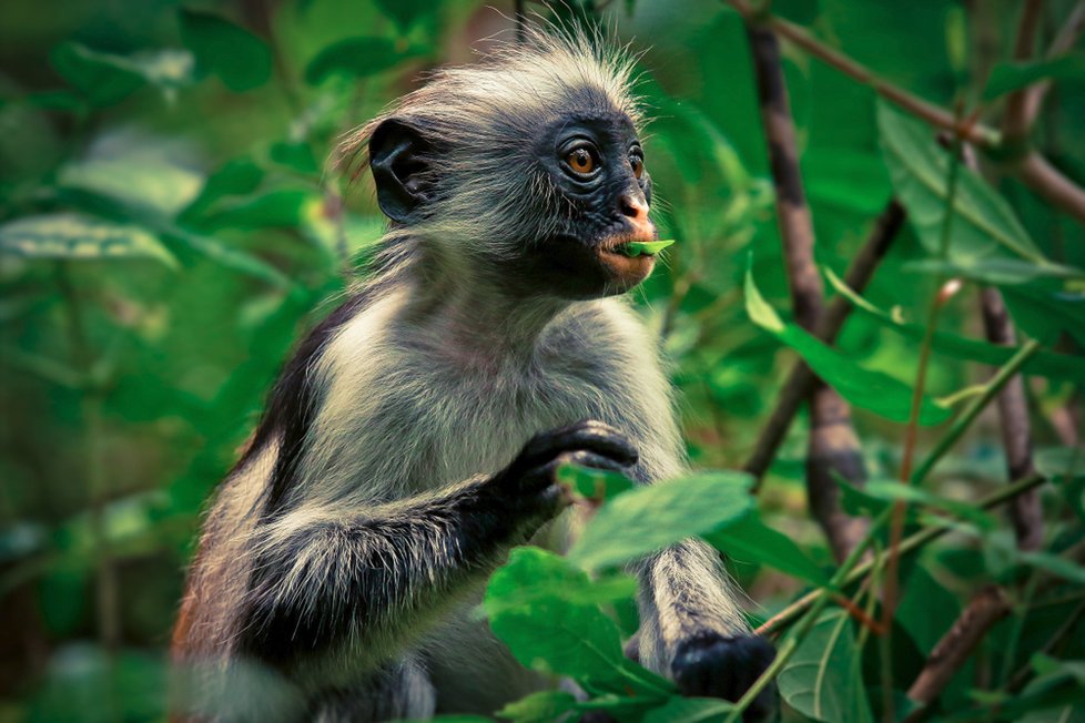 Zanzibarské tropické pralesy jsou pastvou pro duši.