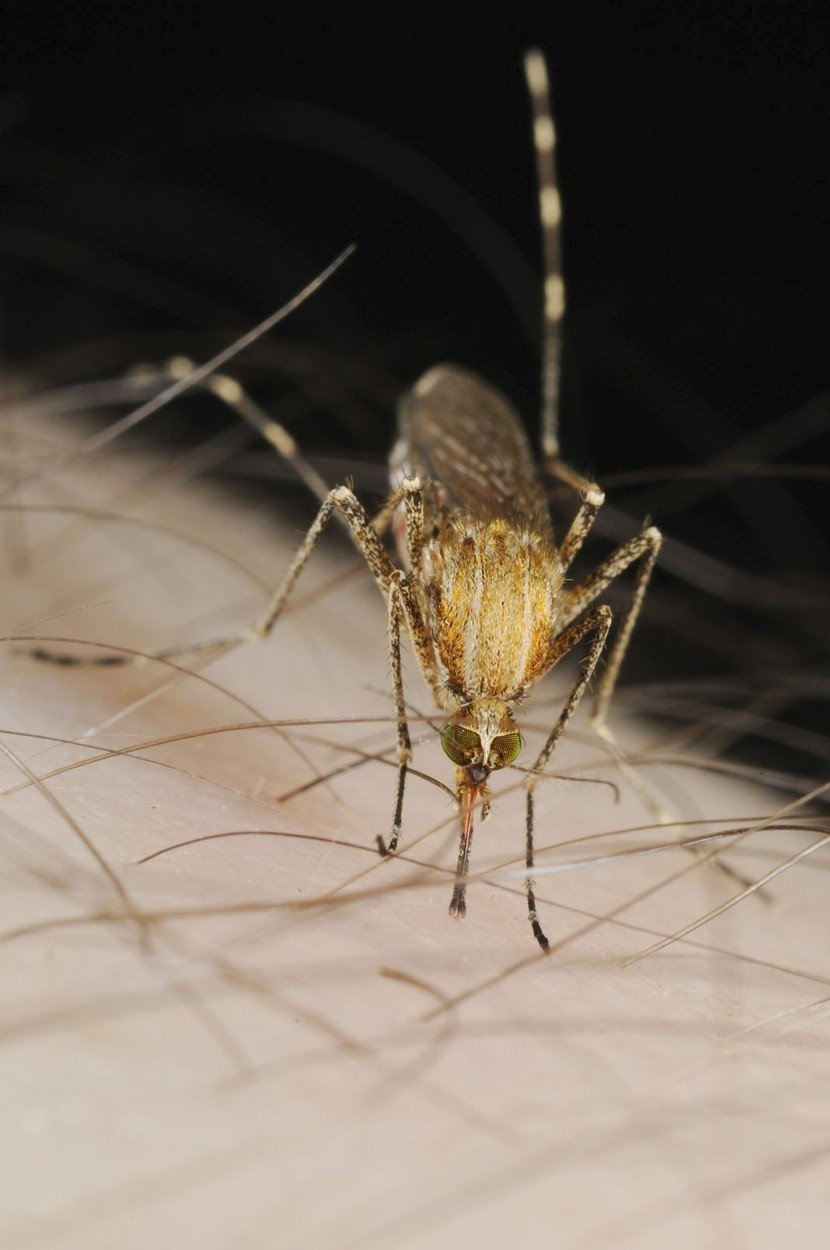 Komár pisklavý, který přenáší virus západonilské horečky.