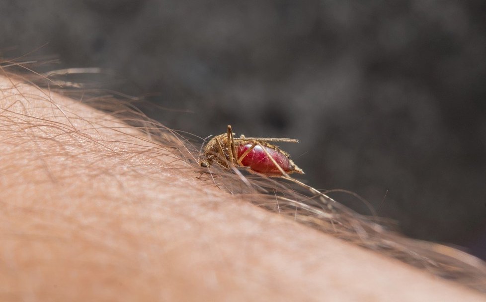 Virus západonilské horečky přenášejí zejména komáři pisklaví