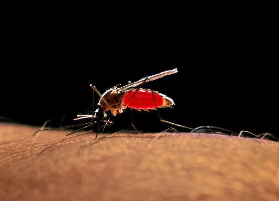 Virus západonilské horečky přenášejí zejména komáři pisklaví