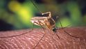Komár Culex quinquefasciatus se u nás rovněž vyskytuje.