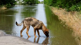 Záchrana mazlíčků před záplavami v Chersonské oblasti (7.6.2023)