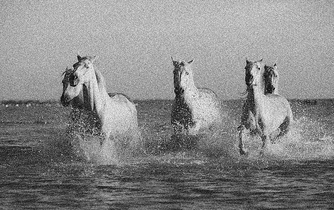 Koně se ve vodě splašili.