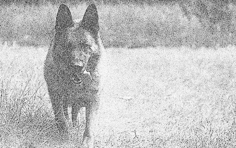 Policejní pes se stal hrdinou případu. 