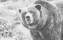 Medvěd prokousl ošetřovateli lýtko
