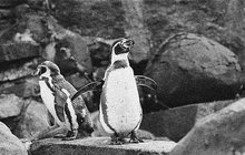 Vandalové ukamenovali dva tučňáky