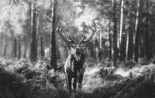 V Lánské oboře na Rakovnicku našel počátkem října 1972 smrt nerozvážný muž (†68). Ač musel vidět a číst výstražné tabulky, které nepovolaným vstup do obory zakazovaly, přesto vešel dovnitř. To se ovšem nelíbilo statnému jelenovi, který na něj razantně zaútočil.