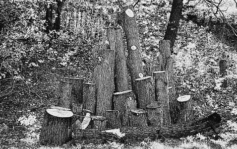 Nařezaného dřeva se v lese zmocnila parta zlodějů