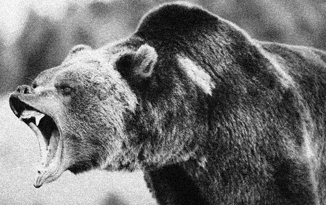 Na svobodě nebyl medvěd tak roztomilý jako v cirkuse. 