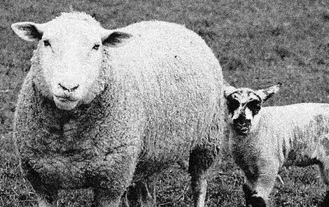 Muže zavraždili při pasení ovcí.