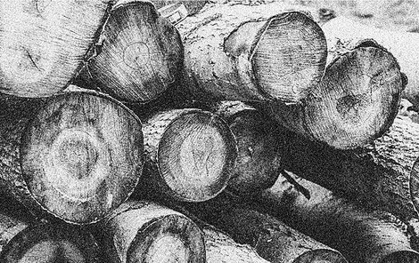 Tělo se skrývalo za naskládaným dřevem