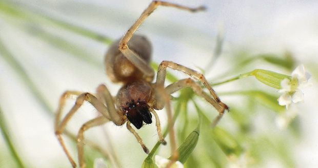 V Česku se přemnožil jedovatý pavouk. Po kousnutí můžete i na čas ochrnout