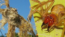Vědci našli v Česku jedovatou zápřednici! Pavoučí kousnutí způsobuje i dočasné ochrnutí