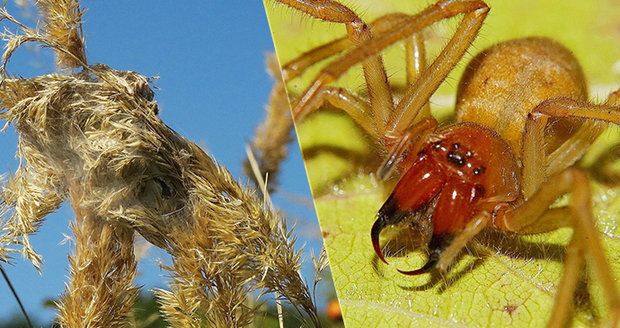 Vědci našli v Česku jedovatou zápřednici! Pavoučí kousnutí způsobuje i dočasné ochrnutí