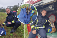 Chorvatsko sužují deště a záplavy: Místní hasiči zachránili i malého srnečka