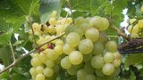 Vinaři ze Strážnice zarazili horu, do vinohradu teď nikdo nesmí: Ve středověku hrozily nepoctivcům kruté tresty