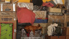 Stěhování azylu pro psi: Pejsci už bydlí, s lidmi je to horší. Přijďte pomoci zařizovat, opravovat, kopat studnu.