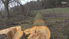 Vandal brutálně poškodil desítky stromů v Zašové na Vsetínsku! Mnoho jich museli rovnou pokácet