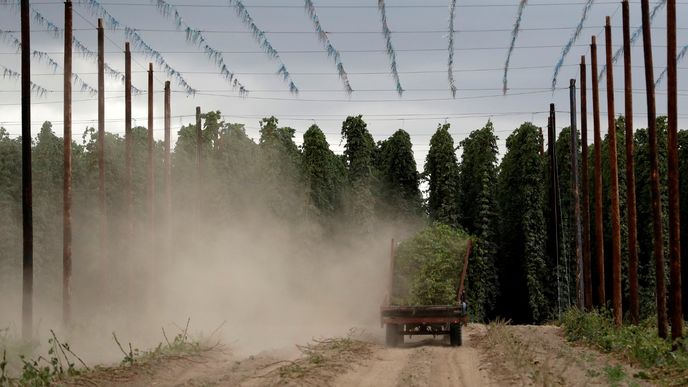 Žatec je celosvětově spjatý zejména s produkcí chmelu