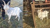 Rohatý tulák našel domov: Kozla si hýčká ivančická radnice