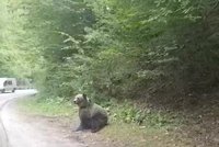 Turista (72) v Tatrách chtěl mít fotku s medvědem: Šelma se mu zakousla do nohy