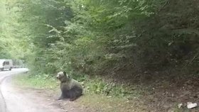 Turista (72) v Tatrách chtěl mít fotku s medvědem: Šelma se mu zakousla do nohy 