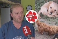 Z „retrívra“ vyrostl jezevčík. Množitelka ze Světnova má „na krku“ i podvod