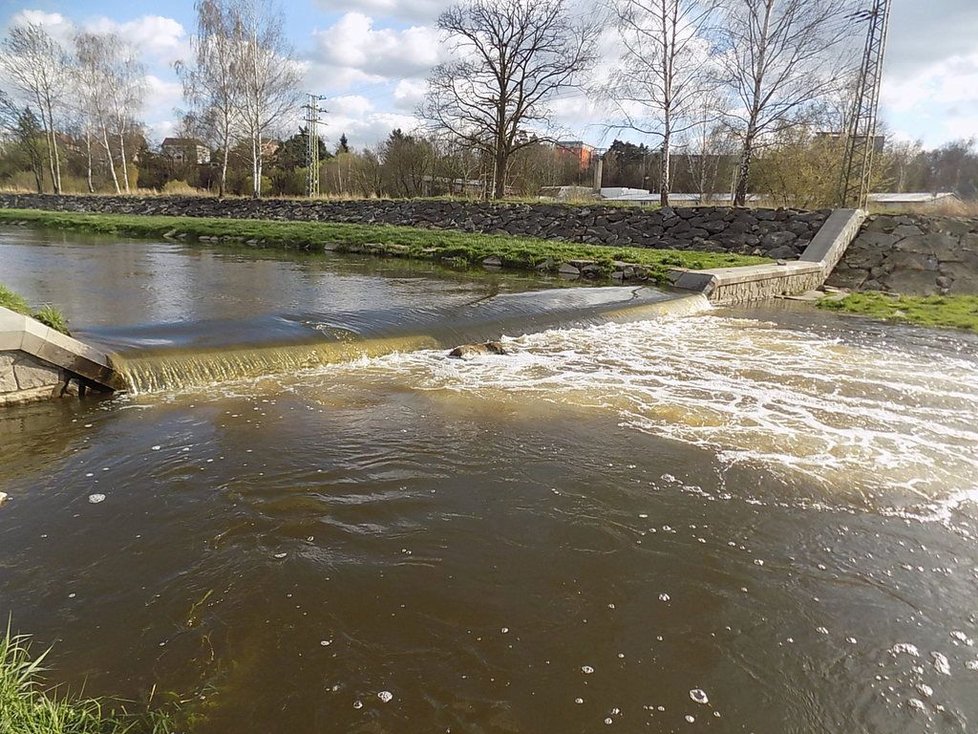 V řece Úslavě v Plzni plavala zdechlina divočáka. Vylovili ji městští strážníci.