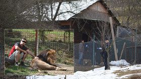 Chovatele ve Zděchově zabil jeho lev Fufi