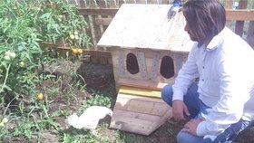 Macura postavil azylový domeček pro slepici