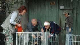 Zdeňka Grohmanová (s bílou čelenkou) musela pomáhat svou přemnoženou psí smečku nakládat