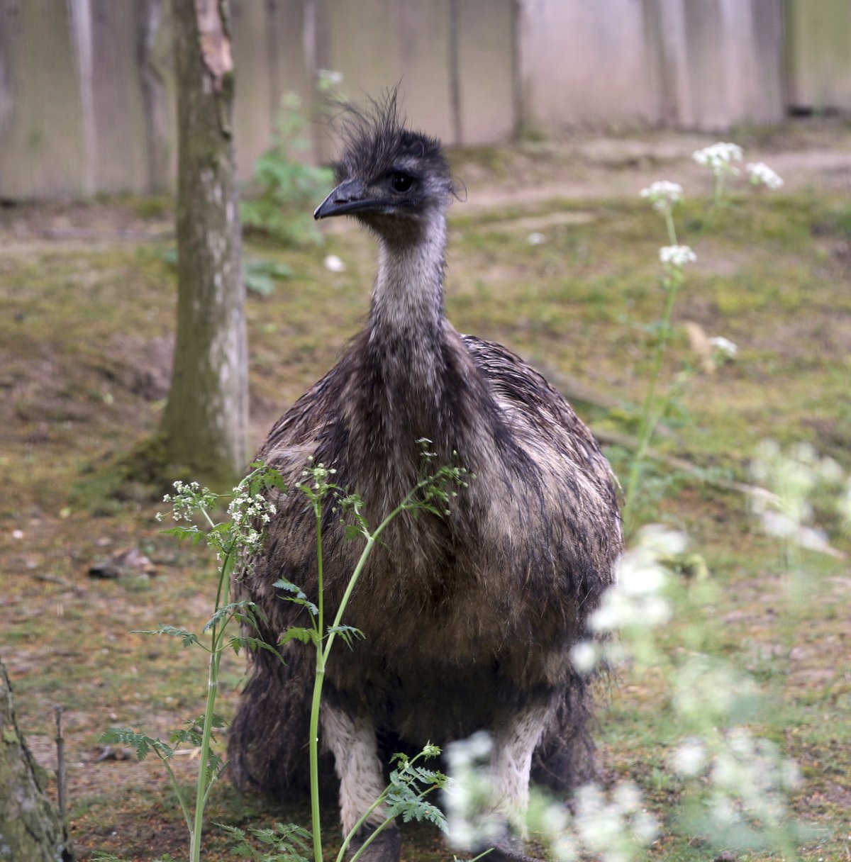 Australský emu se velmi podobá pštrosu.