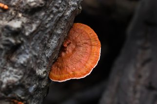 Houba reishi jako antivirotikum Houba reishi jako antivirotikum